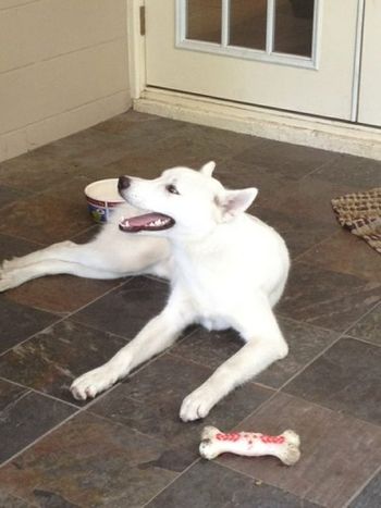 Bo is Toby and Maya's solid white pup. He looks just like mommy. He is still with the Gordon's in Tampa, FL.