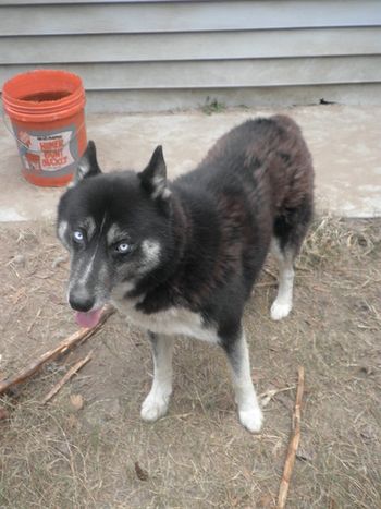 Zorro is now with Rachel in Panama City, FL. We will miss you good boy! Update: Zorro has recently graduated from Doggie School.