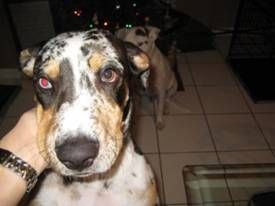 Prince is a purebred Catahoula Leopard boy that was rescued from Tampa, FL. He now lives in Miami with his new family. Update: Prince came back to live with my cousin in central FL, and we get to see him every weekend.