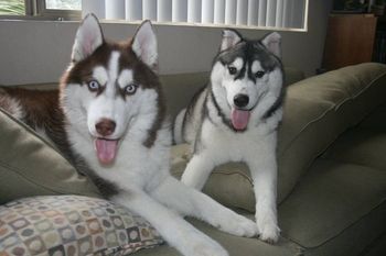 Bandit and Bear, both just went home with Patrick and family from Tampa, FL. Enjoy your new home boys.