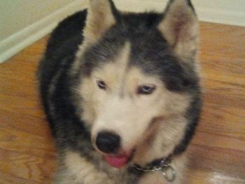 This gorgeous little girl was found roaming the streets by herself. The owner was never found. She went home with Denise and family from Tampa, FL. UPDATE: Unfortunately, she got away from her new owners one evening and was never found.