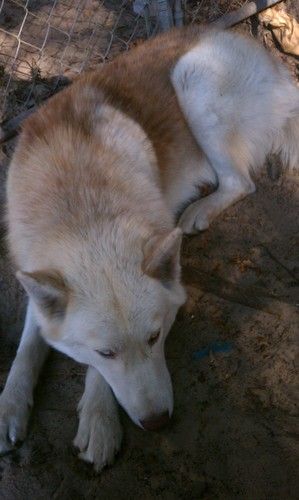We found several homes for Luna (this gorgeous wolf-hybrid), but her owners decided to keep her after all. We are glad she is safe at home.