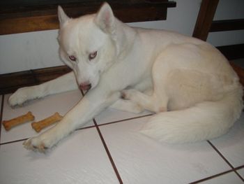 Here is Maya Snowblue. She has passed of old age. Here is Maya's pedigree. MAYA Is Now Retired and with us.