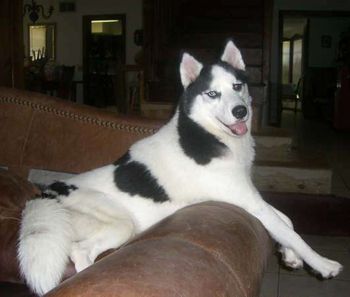 Chelsie loves our leather sofa. Here is Chelsie's pedigree.