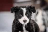 PWRTRIPP Kidd
owned by Diane Thompson