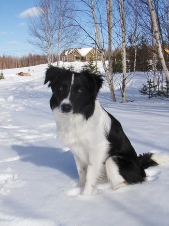 Power Tripp's Pure Bliss 'Bliss', owned by Charlotte Isnor
