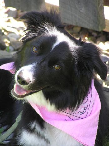Power Tripp's Buddy, owned by Eva Bryan