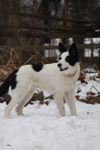 Power Tripp's Dexter, owned by Laura Clappison