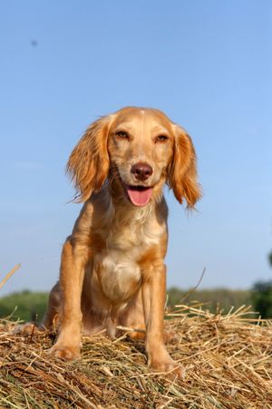'Why', English Working Cocker Spaniel