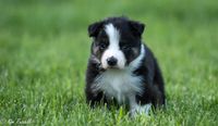 Zeke, owned and loved by Tamey Yokas-Bollinger