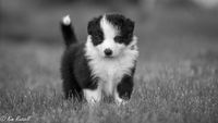 Gryffin, owned and loved by Sarah Arpin