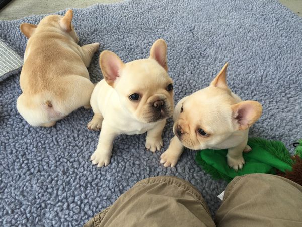Scarlett and Peach (Mara) 6 wk