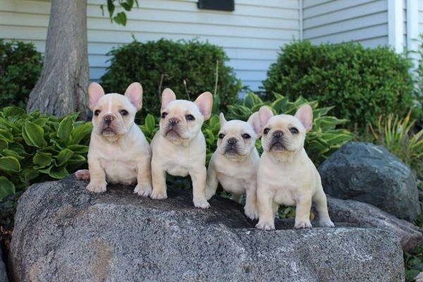 4 gorgeous puppies born 4/19/2016, not available. Picture by breeder, Susan Misch. Lots of patience went into this gorgeous photo.