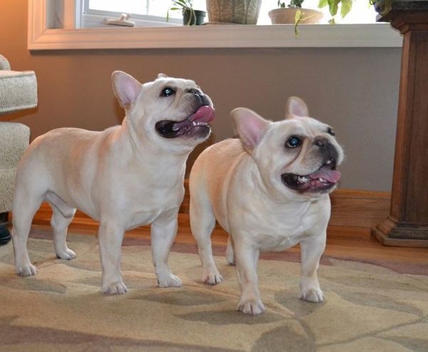 Bug on the left with his sister Hazel