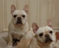 Cyan & Steele, Mara's littermates Oct 2016. Cyan did wonderful in Las Vegas FBDCA Nationals & at Canadian show the following week, gorgeous puppy!