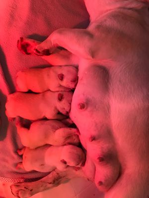 Mara-Buck litter, red heating lamp