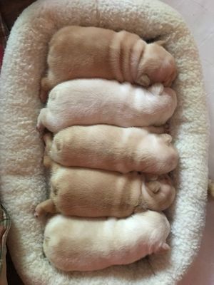 Poppy-Bug litter