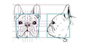 Head proportions