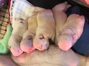 Mara-Buck litter