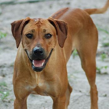 Bella Josie X Charlie Loved by Heather Plant City, FL