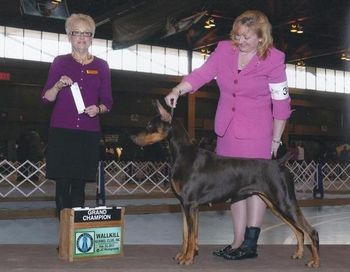 Am Grand CH/UKC CH Fayek Fancy Don't Let Me Down "Reba" Sire: Multi CH Thriller De Black Shadow Dam:Kurbans Before He Cheats