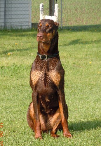 Fayek's Don't Blink (UKC Ptd) "Kelsey" Sire: Multi CH Thriller De Black Shadow Dam:Kurbans Before He Cheats
