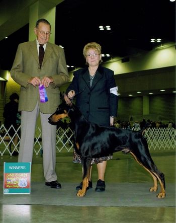 Sevenly Heirs The Deal (AKC Ptd) "Hank" Sire: Multi CH Thriller De Black Shadow Dam: Int'l CH Sevenly In God We Trust