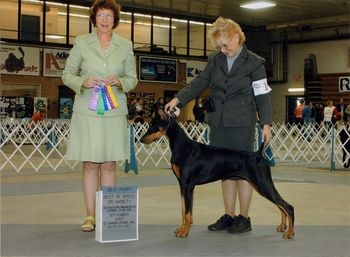 Am CH Sevenly An Heir About Her "Heirial" Sire: Multi CH Thriller De Black Shadow Dam: Int'l CH Sevenly In God We Trust