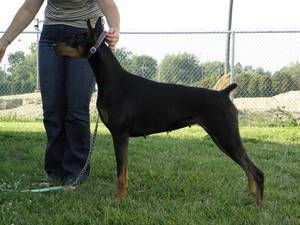 Can/UKC/Int'l CH Fayek Heiragance and Attitude "Lannie" Sire: Multi CH Thriller De Black Shadow Dam: Int'l CH Sevenly In God We Trust