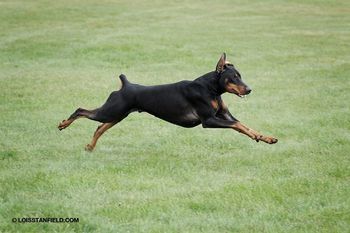 Jameson earned his AKC CA (Coursing Ability)! Fayek's 1st dog to earn a Lure Coursing Certification!