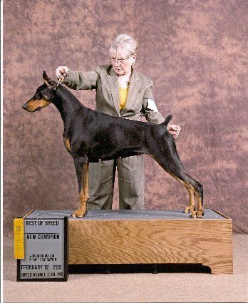 UKC/Int'l CH Fayek Taking Care Of Business "Samia" (Thriller Grand daughter) Sire: Am CH Trotyl De Black Shadow Dam: Am CH Sevenly An Heir About Her