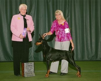 Am Ch/UKC CH/Int'l/Nat'l CH Fayek My Obession Thrill Proof CGC WAC (AKC Ptd) "Shenzi" Sire:Am CH Sevenly Proof Is In The Heir Dam: Int'l CH Aquarius She's All That