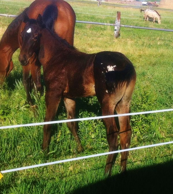 2015 Bay/Wh Colt, Sire; SM BOLD SECRETSNSILK X SM SPARKLING CLARA