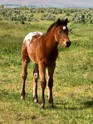 2019 Bay and White Filly by SM A Knight Advanced x SM Splendor in Silk