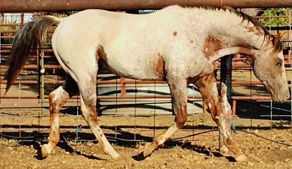 SM Snowbound aka "Snow" 2012 Chestnut and White Few Spot Leopard Stallion. Look to 2018 for his first foal crop.