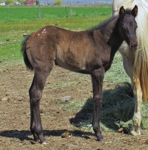 2017 filly