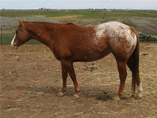 "Sis" broodmare.