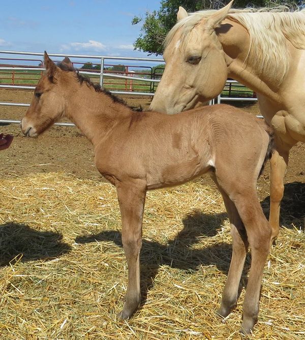 2015 Dunskin Filly, Sire; SM BOLD SECRETSNSILK x SM EXCLUSIVELY FOXY