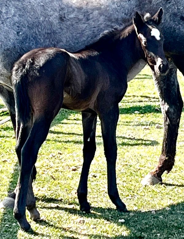SM Last Bold Knight x SM Angels Kisses beautiful black filly 5/20/22.