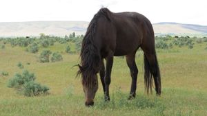 SM EXCLUSIVELY DARK by Bold Silk x
El's Exclusivelyfoxy