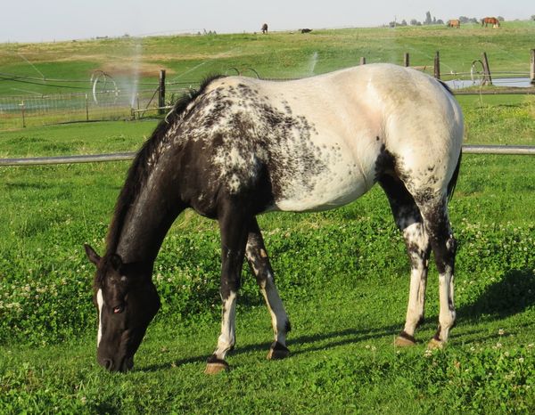 Splendor, broodmare.