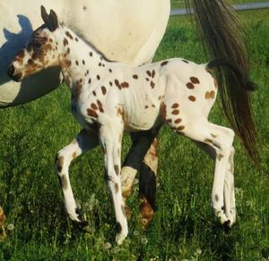 4-28-2016 Bay & White Leopard Colt SM LAST BOLD KNIGHT X SM SNOW SPARKLES