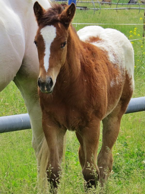 Filly 2017