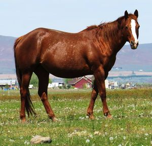 SM GLORIOUS ADVANCE by Re-Advanced x Valleys My Sugar