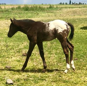 2019 Black/White Colt by A Knight Advanced x Silky Susannah