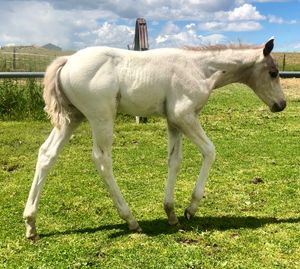 2019 Few Spot Colt by SM Snowbound x SM Dancing Miss Els