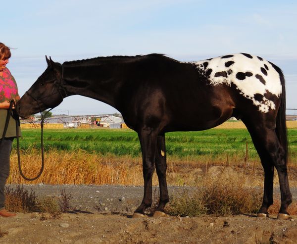 SM LAST BOLD KNIGHT. 2012 STALLION, SIRE: HOLLYWOOD KNIGHT JC X SILKY SUSANNAH.