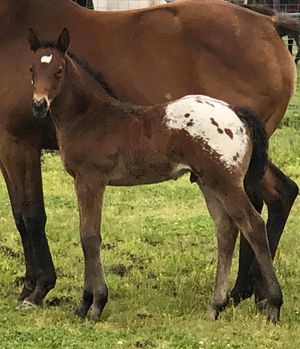 5-16=20 Bay and White Colt SM SecretsnSilk
X SM Sparkling Clara
SOLD