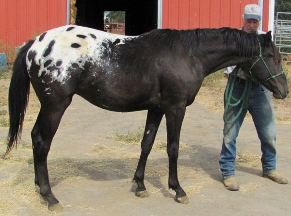 Knightly 1, gelding