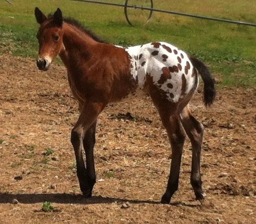 SM LAST BOLD KNIGHT'S First Foal 5-2015 Colt, Sire; SM LAST BOLD KNIGHT Dam; SM GLORIOUS ADVANCE
